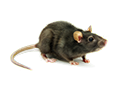 Hit Rat killer